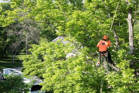 savage tree service|savatree tree service near me.